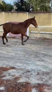 Poulain Salvaje