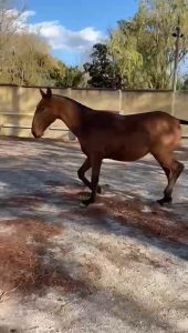 Sonador