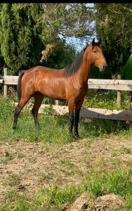 Yanostha Elevage de chevaux Lusitaniens - Sonador