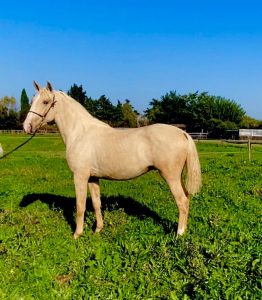 Elevage de chevaux Lusitaniens Yanostha - Cheval Saphir