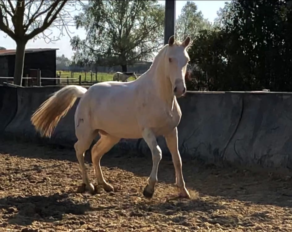 Elevage de chevaux Lusitaniens Yanostha - Jument Qualista du Castel