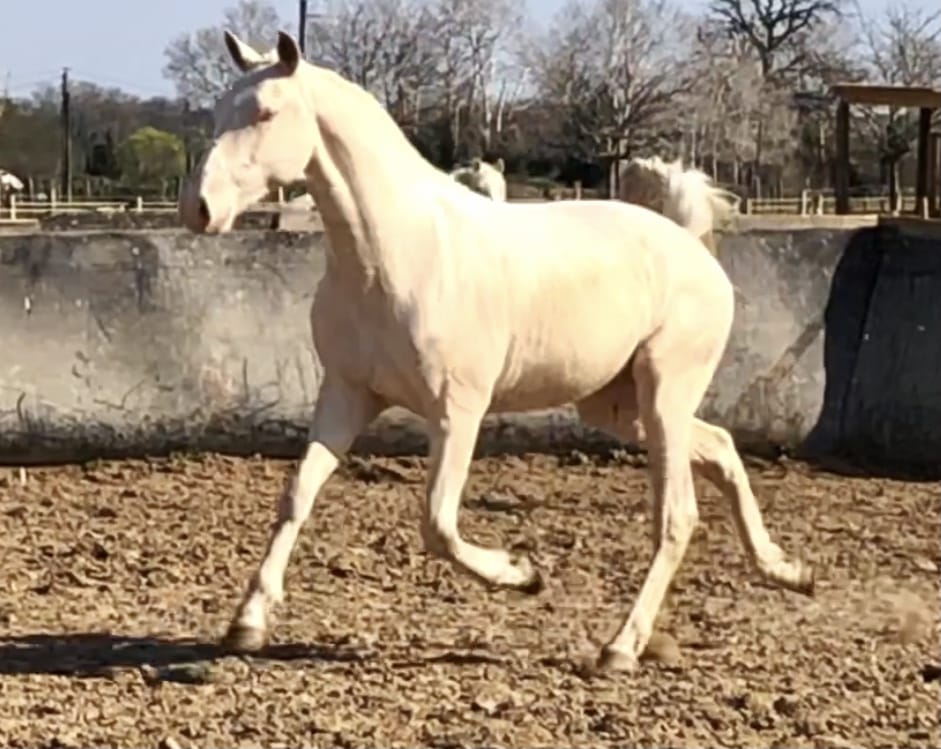 Elevage de chevaux Lusitaniens Yanostha - Jument Qualista du Castel