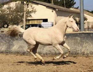 Elevage de chevaux Lusitaniens Yanostha - Poulain Totoch