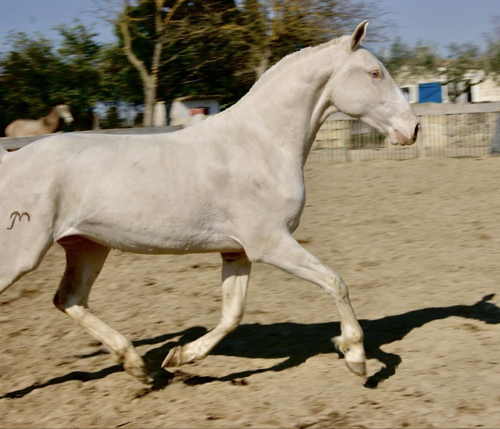 Elevage de chevaux Lusitaniens Yanostha - Jument Qualista du Castel