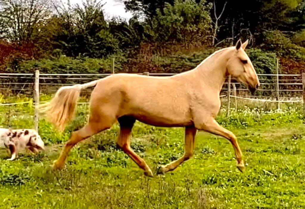 Yanostha Elevage de chevaux Lusitaniens - Poulain Soleila