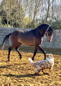 Yanostha Elevage de chevaux Lusitaniens - Poulain Tabarly