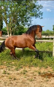 Yanostha Elevage de chevaux Lusitaniens - Salvaje