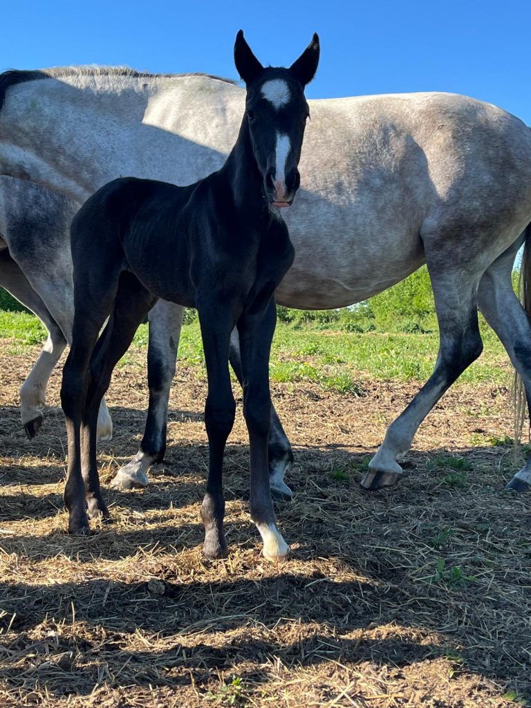 Yanostha Elevage de chevaux Lusitaniens - Vanina